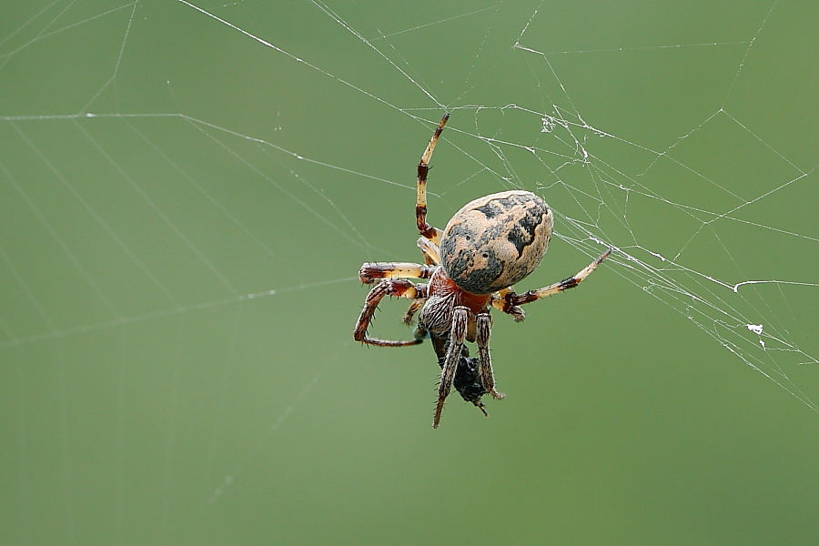 Larinioides sp.